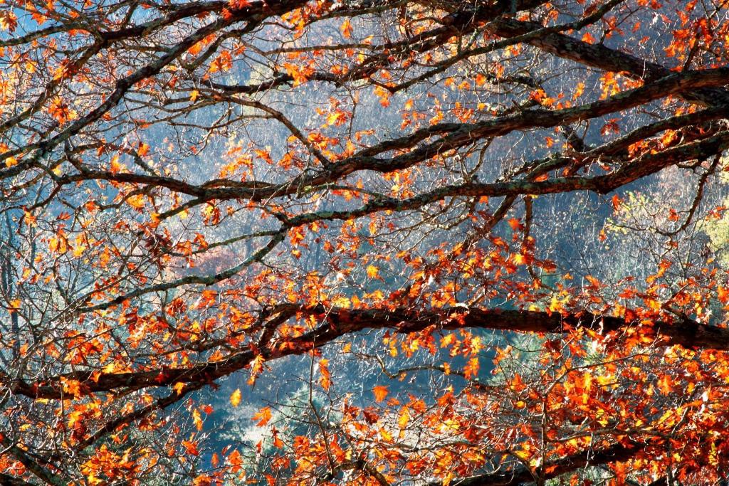 Autumn sunrise shining through Gloria's leaves.