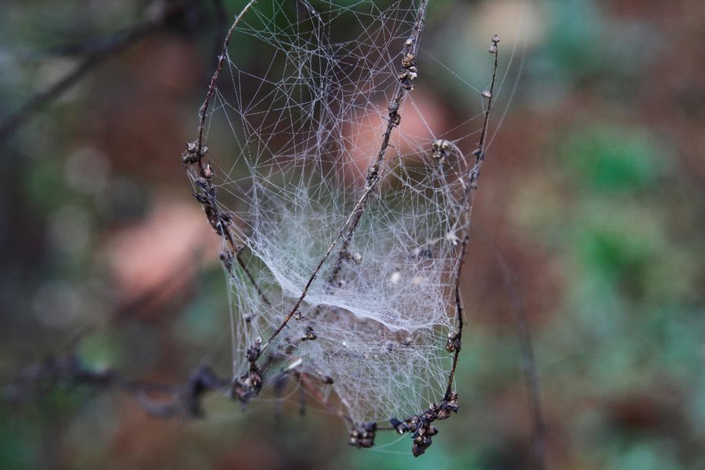 Web of Intricacies