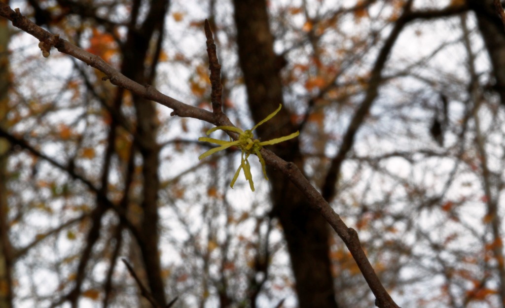 One of the bedraggled witch hazel blooms left.