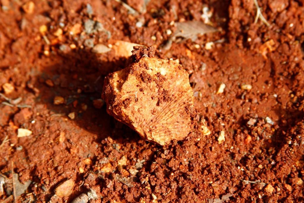Fossil in the red clay on the driveway