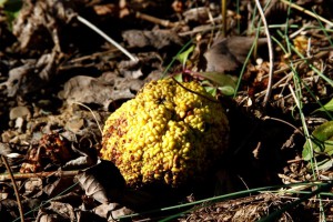 osage orange