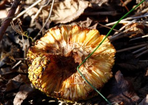 osage orange inside