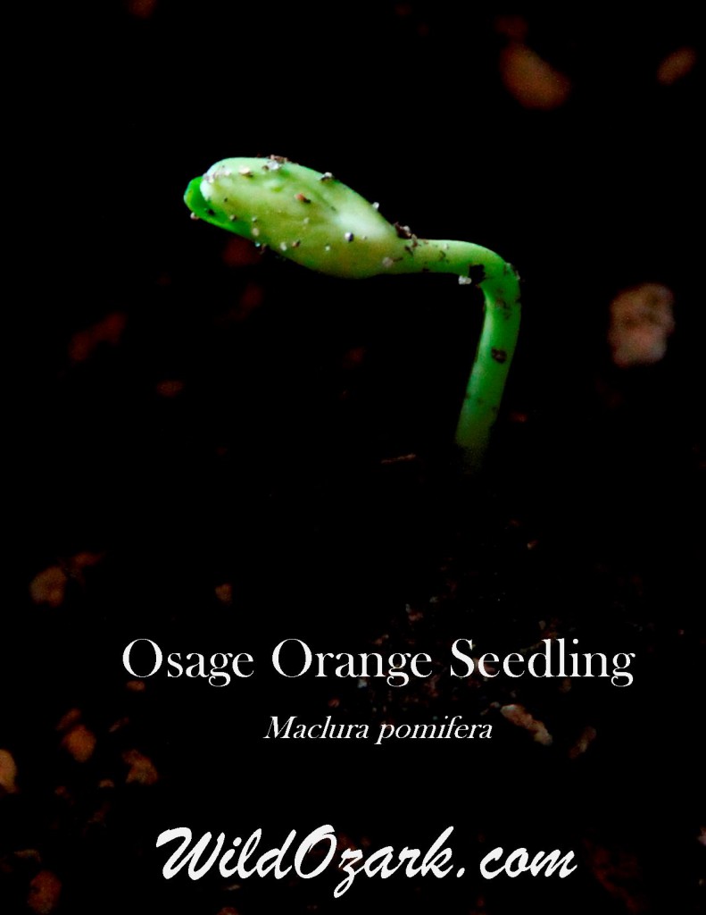 Osage Orange Seedling