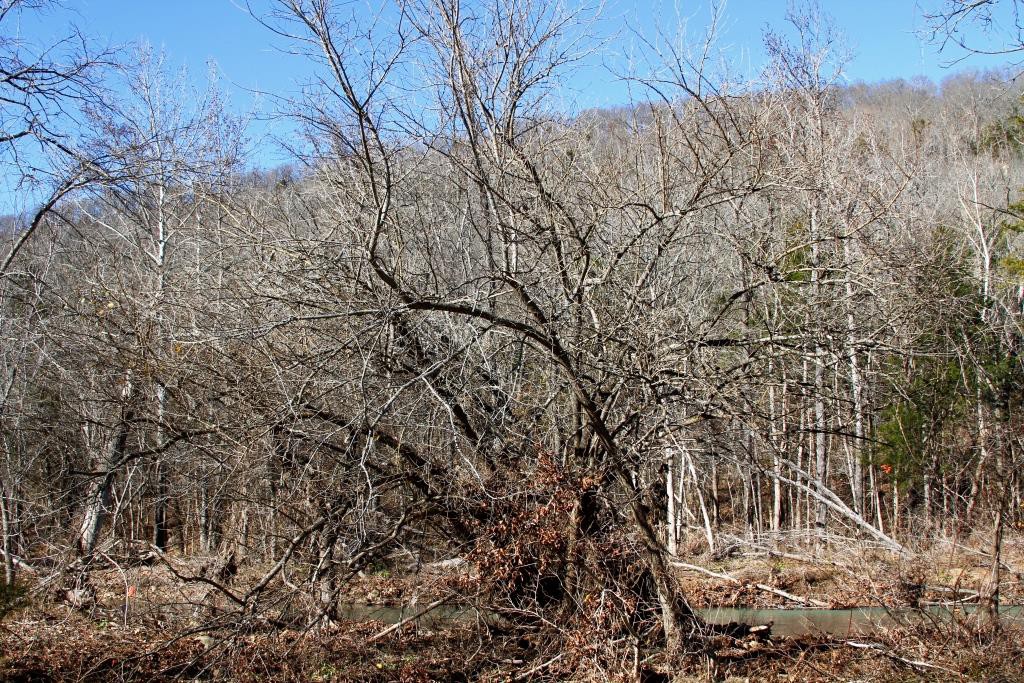 osage tree