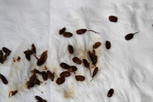 Osage seeds after soaking overnight in diluted apple cider vinegar.