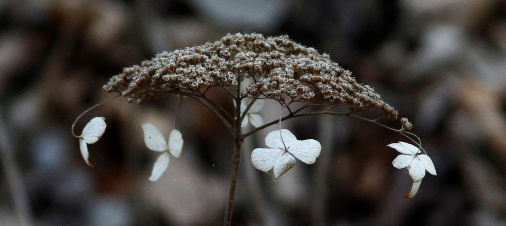 Relics of seasons past - a wild hydrangea flower