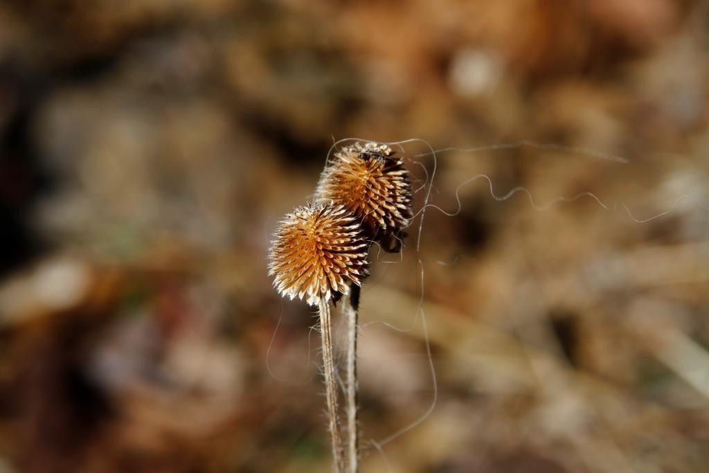 What's left of the flowers from last season at Wild Ozark