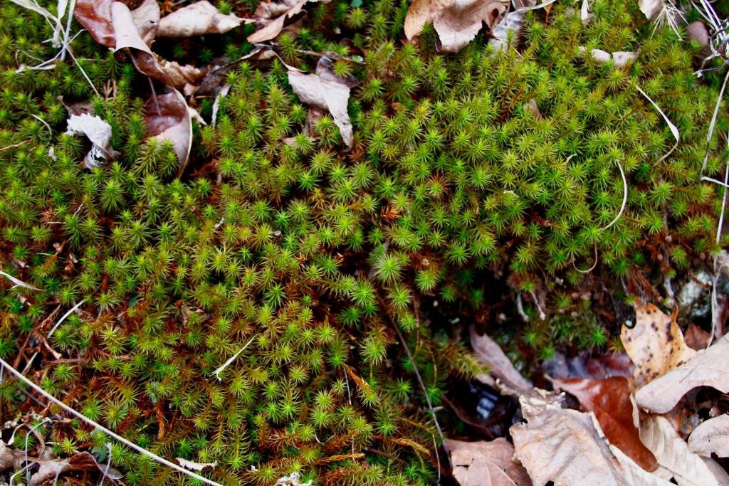 Bright green moss enjoying the seep moisture.
