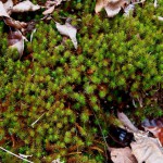 Bright green moss enjoying the seep moisture.