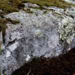 Moss above and moss below a lichen covered rock.