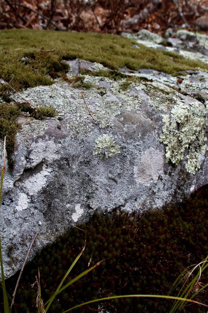 Moss above and moss below a lichen covered rock.
