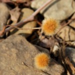Maybe a sycamore seedball, not sure what it was, but I thought it would make a good picture.