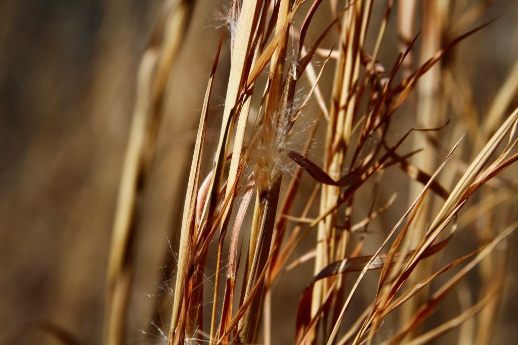 Dried grasses at Wild Ozark