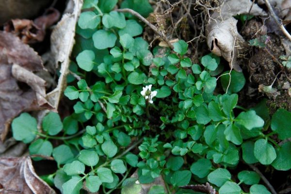 Cress, one of the first flowers of spring at Wild Ozark. 