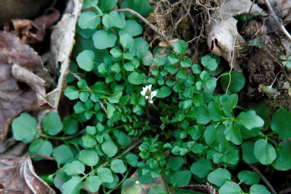 Cress, one of the first flowers of spring at Wild Ozark.