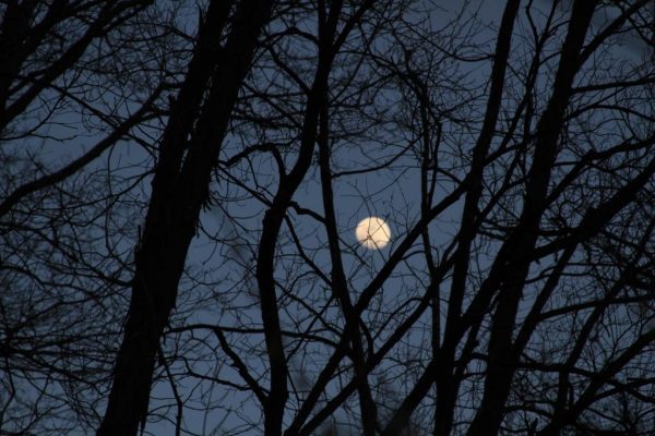 Moon behind tree silhouettes