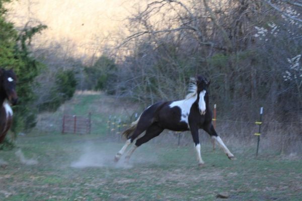 Comanche playing by jumping and twisting while I'm setting the hay bale in place.