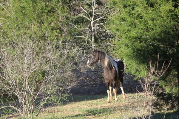 Comanche waiting for Shasta to catch up with him after he ran ahead of her.