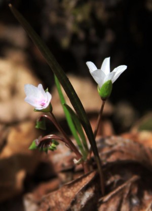 Spring Beauty, Claytonia virginica.