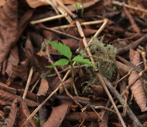 Ginseng seedling day 2