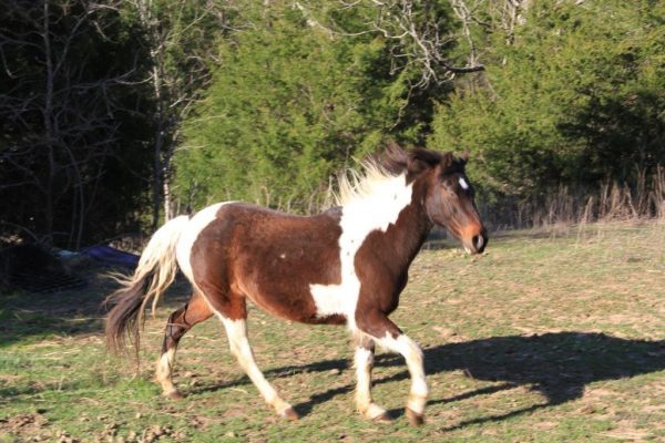 Shasta finally catching up with Comanche.