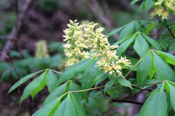 Ohio Buckeye