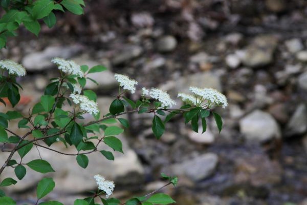 Southern Black Haw in flower.