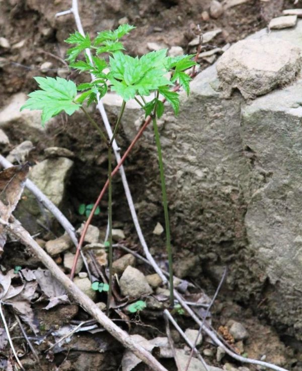 Photos of plants : black cohosh