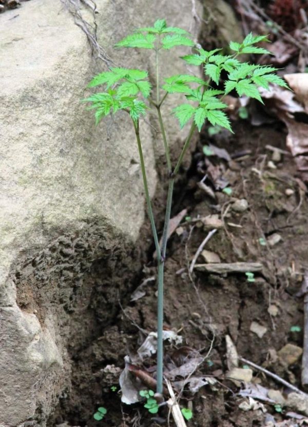 Photos of plants: Doll's Eyes (White Baneberry).