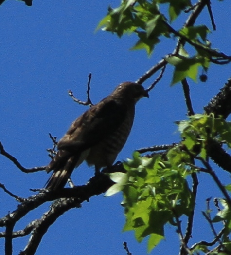 Broad-winged Hawk against a very blue sky.