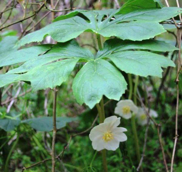 photos of plants-Mayapple in bloom