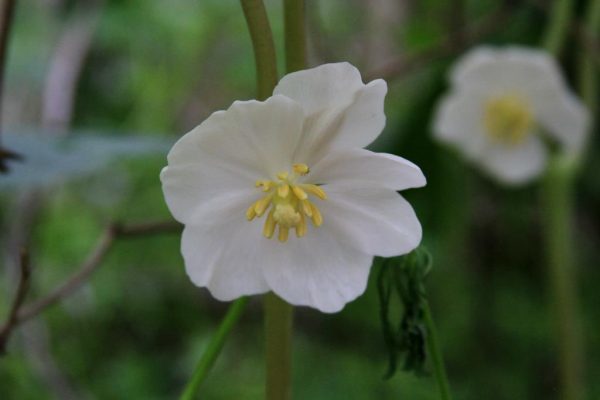 Mayapple flower 
