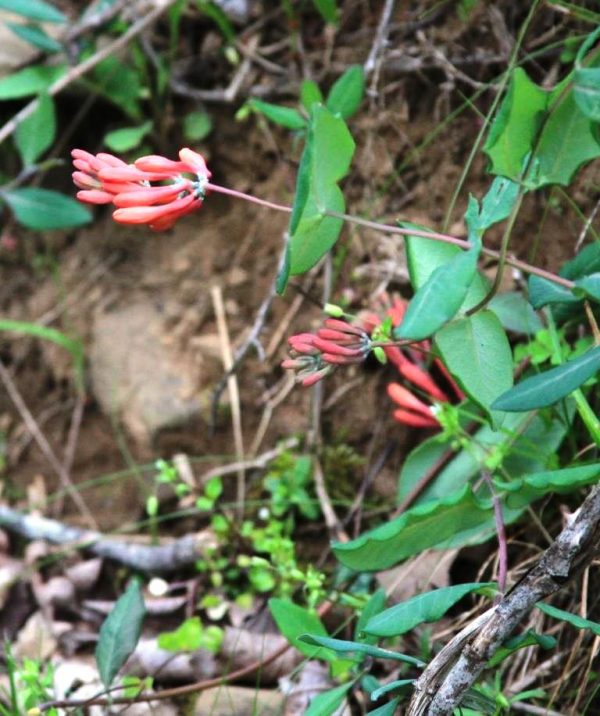 Native red honeysuckle.