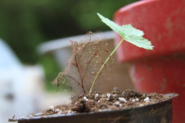 Lacy skeleton leaf of ginseng seedling.