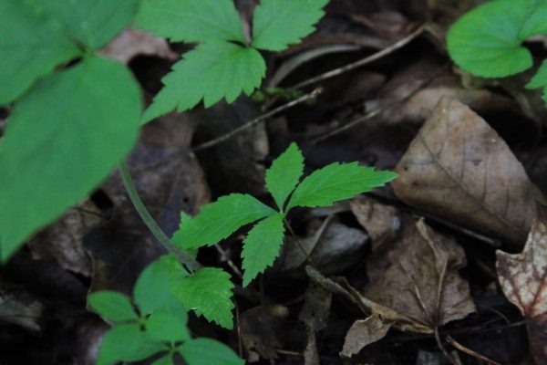 I'm transplanting ginseng seedlings. Here's a pic of not ginseng and ginseng.