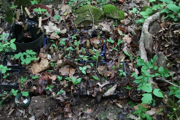 Ginseng seedlings transplanted to pots. I keep them in the shade with a light cover of dead leaves.