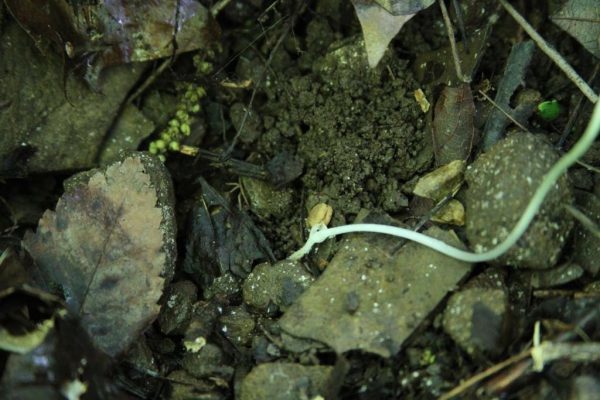 Ginseng seedling with the seed still attached.