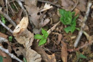 American ginseng seedling soon after sprouting.