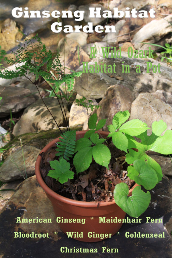 Things I keep in my nature farming nursery beds. A ginseng habitat in a pot! This one includes a 3-year old American ginseng with a handful of companions for $75. Available only for local pickup at the nursery, or the Rogers Downtown Farmers Market on Saturdays or the Huntsville Farmers Market on Tuesdays. Reserve in advance to make sure I have one with me by emailing madison@wildozark.com.