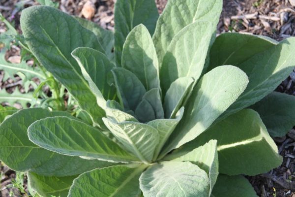 Mullein, First Year