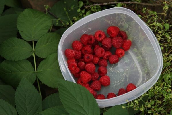 red raspberries