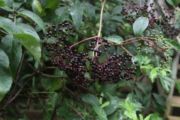 ripe elderberries