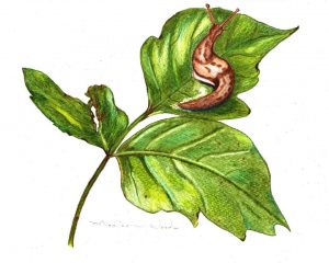 Slug on Poison Ivy