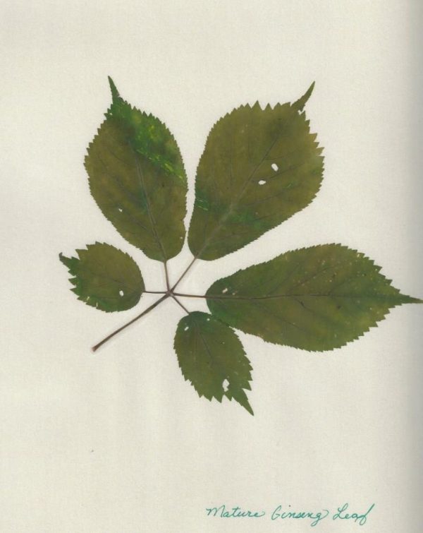 Mature ginseng leaf prong