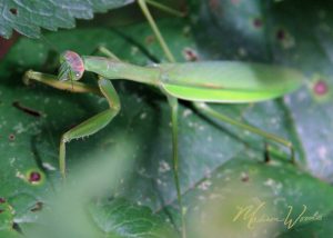 praying mantis on the Ozark backroad trip