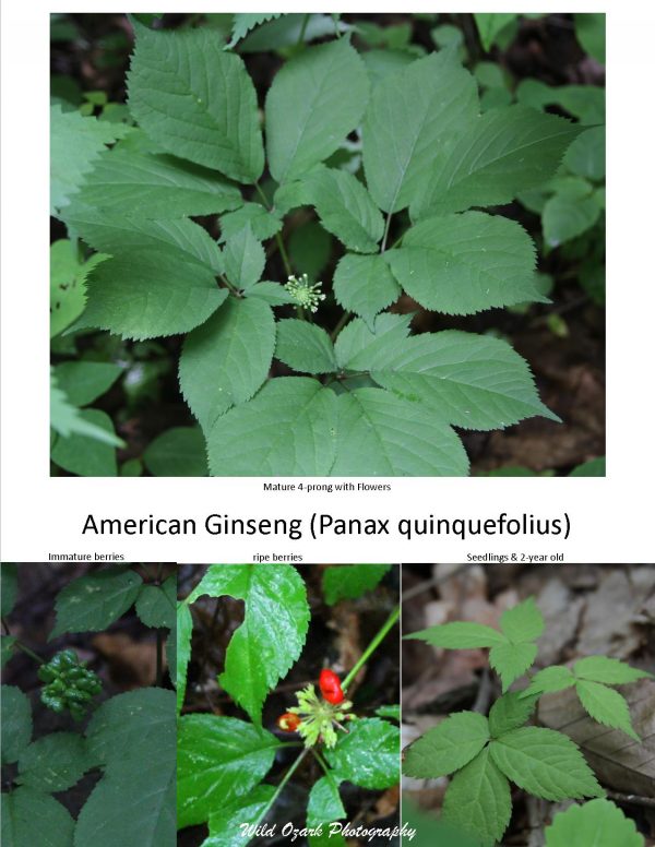 Story of Ginseng