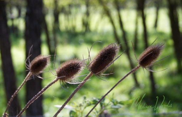 Teasel is one of the plants on the Ozark backroad that I like to photograph.