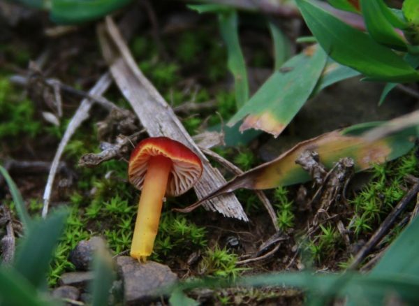 Tiny Red Mushrooms