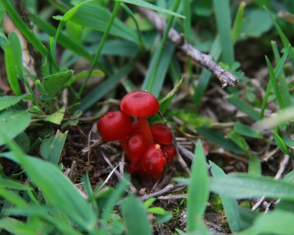 Tiny Red Mushrooms