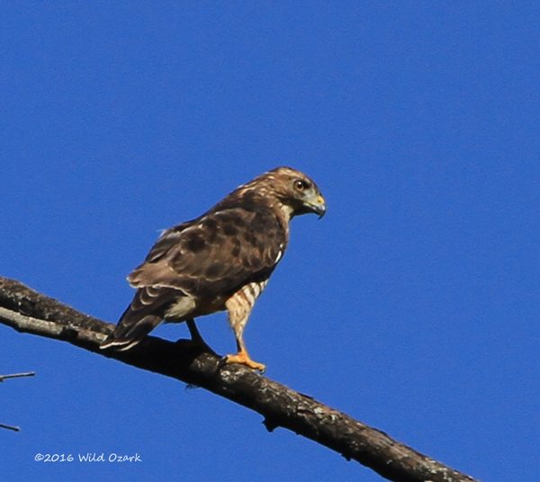 First sight on the Ozark Backroad Photographic Journey was a broadwing hawk.